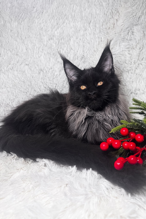 Indie | Maine Coon Kitten