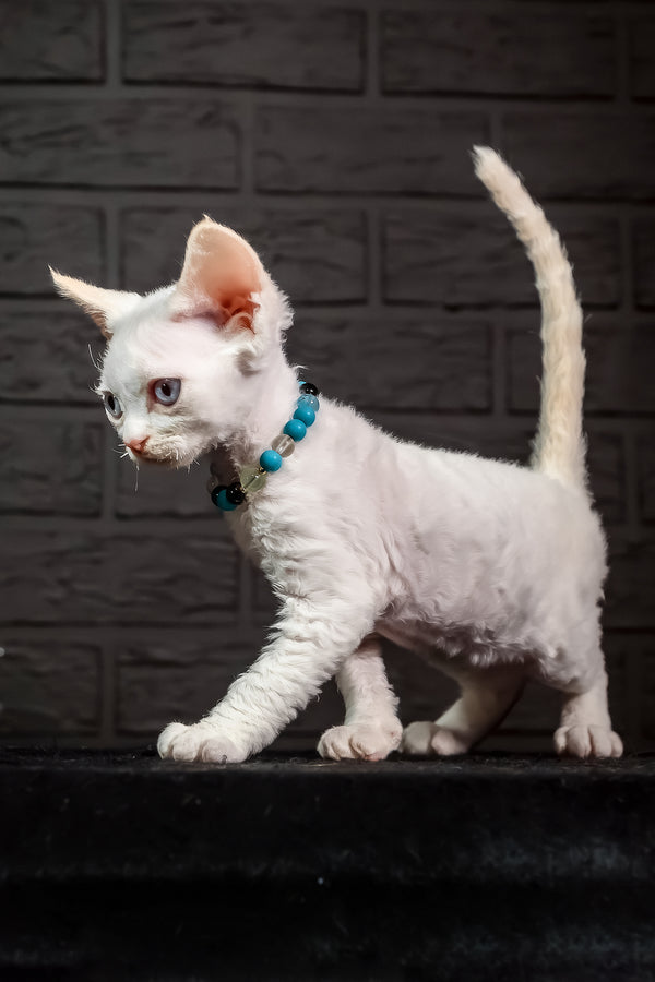 Ice Cream | Devon Rex Kitten