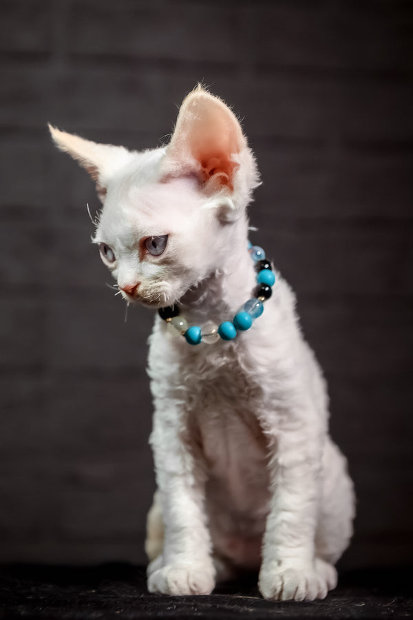 Ice Cream | Devon Rex Kitten