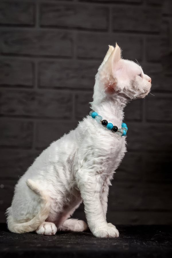Ice Cream | Devon Rex Kitten