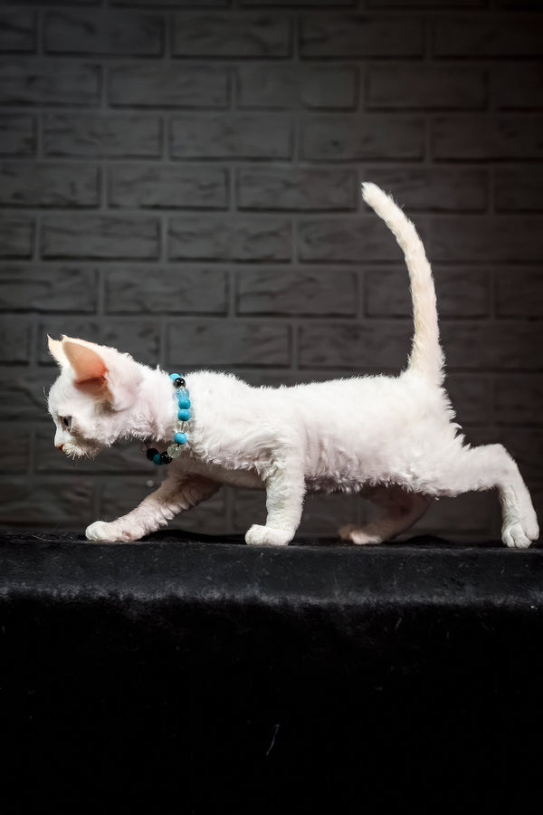 Ice Cream | Devon Rex Kitten