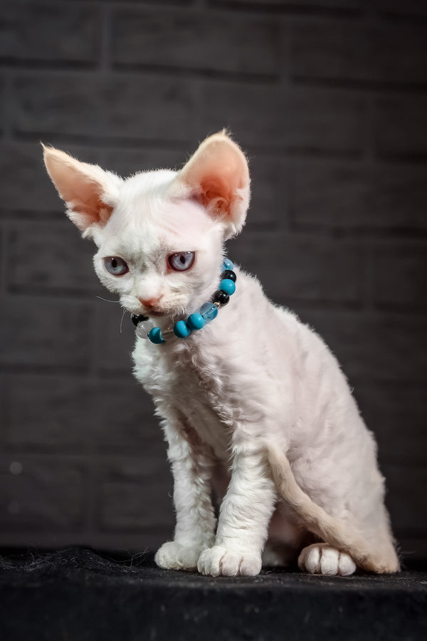 Ice Cream | Devon Rex Kitten
