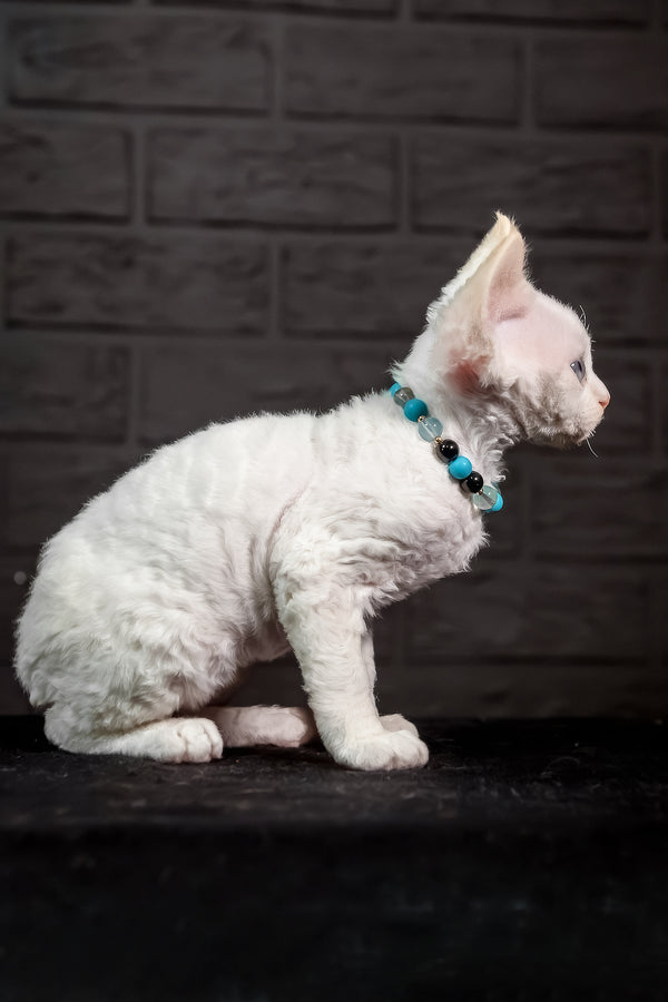 Ice Cream | Devon Rex Kitten