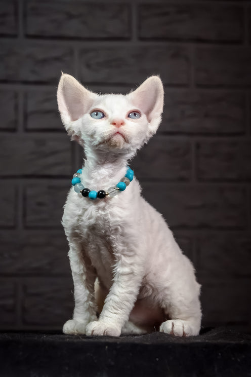 Ice Cream | Devon Rex Kitten
