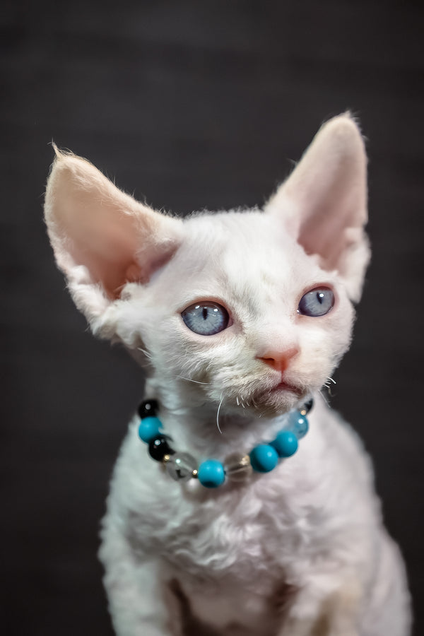 Ice Cream | Devon Rex Kitten