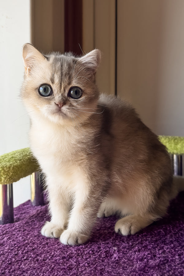 Ice | Scottish Straight Kitten