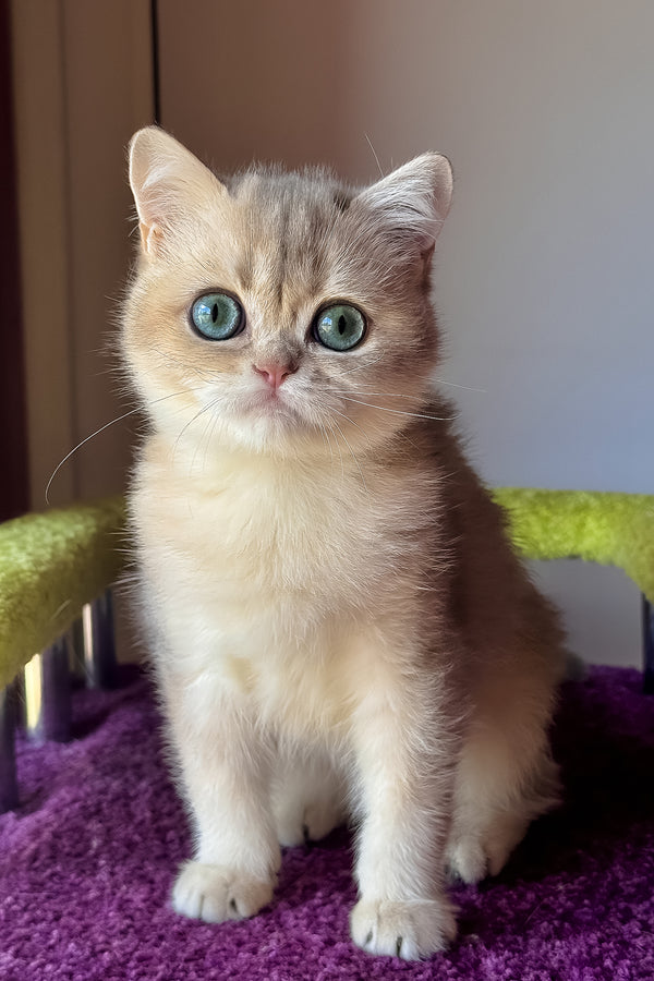 Ice | Scottish Straight Kitten