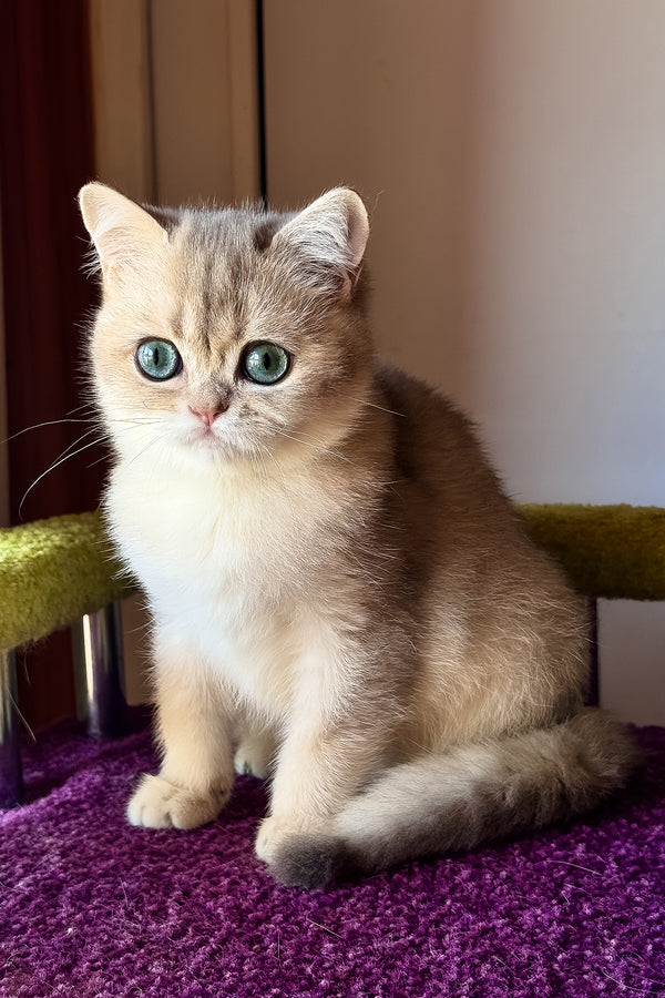 Ice | Scottish Straight Kitten