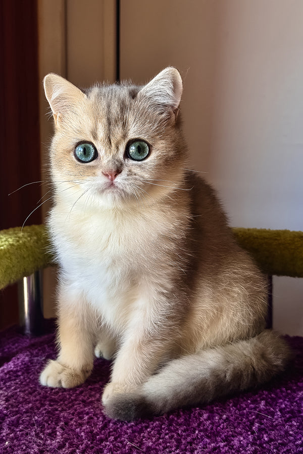 Ice | Scottish Straight Kitten