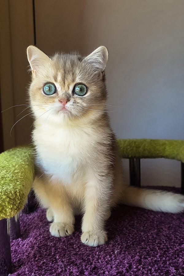 Ice | Scottish Straight Kitten