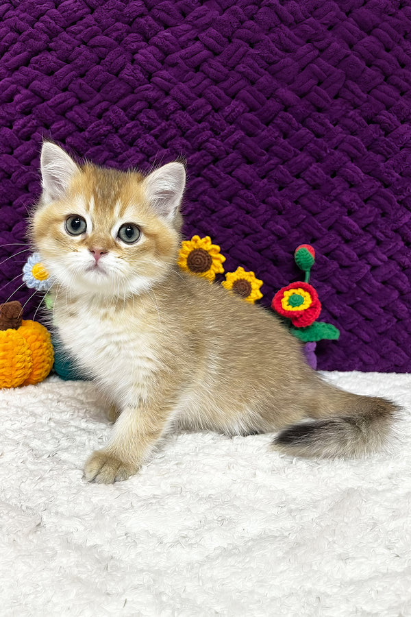 Ice | Scottish Straight Kitten