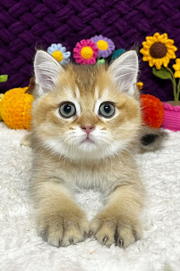 Ice | Scottish Straight Kitten