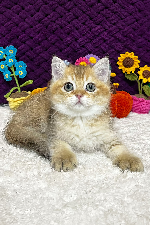 Ice | Scottish Straight Kitten