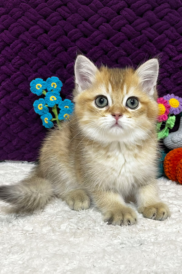 Ice | Scottish Straight Kitten