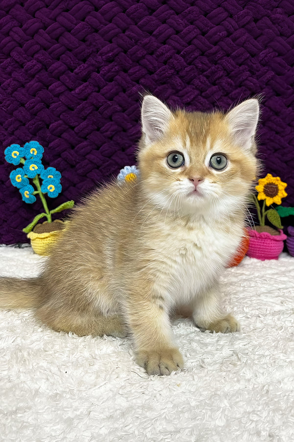 Ice | Scottish Straight Kitten