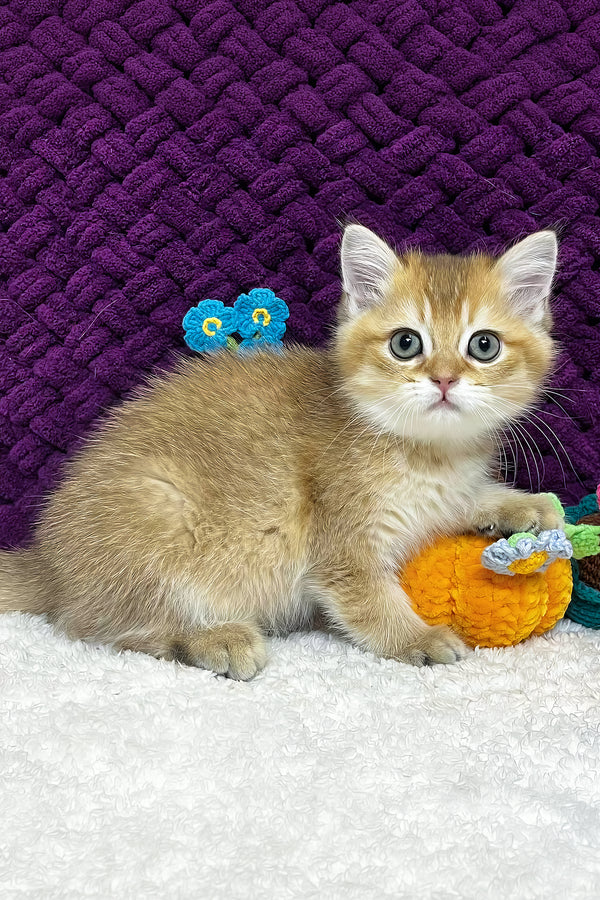 Ice | Scottish Straight Kitten