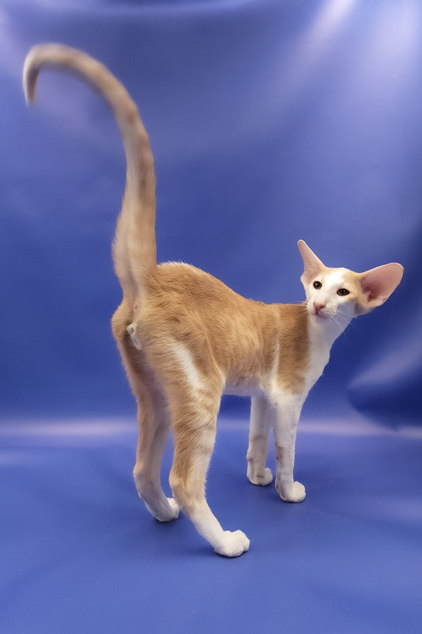 Ideal | Oriental Shorthair Kitten