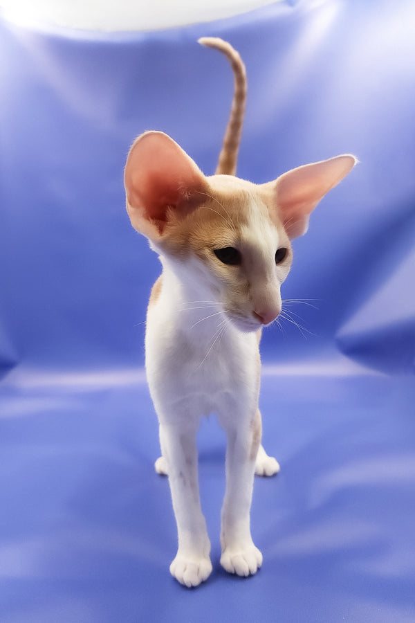 Ideal | Oriental Shorthair Kitten