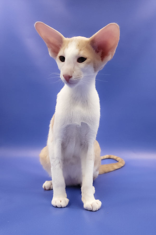 Ideal | Oriental Shorthair Kitten