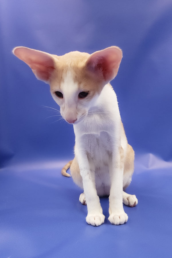 Ideal | Oriental Shorthair Kitten