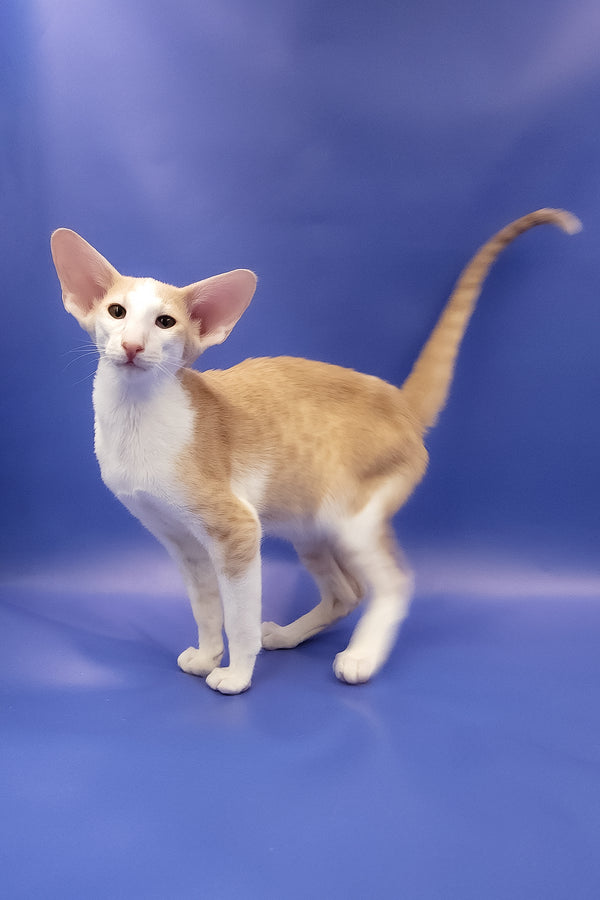 Ideal | Oriental Shorthair Kitten