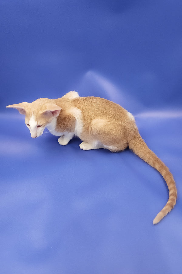 Ideal | Oriental Shorthair Kitten