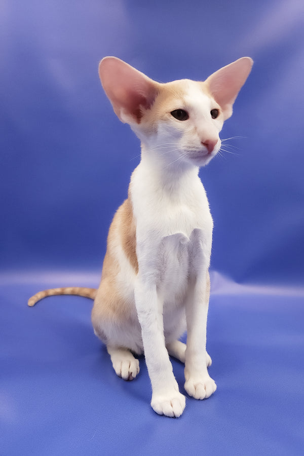Ideal | Oriental Shorthair Kitten