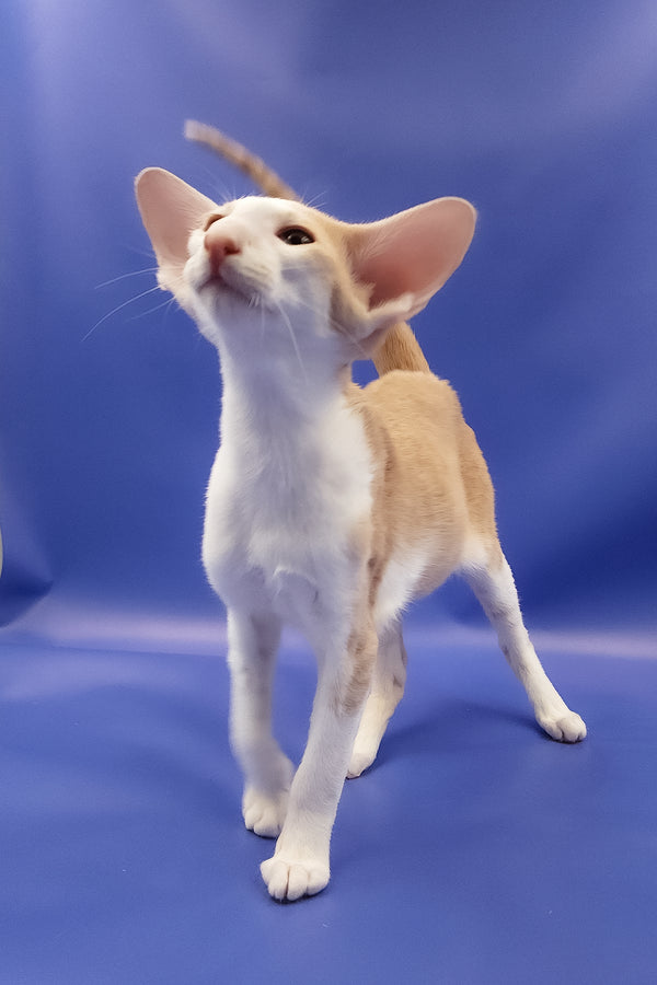 Ideal | Oriental Shorthair Kitten