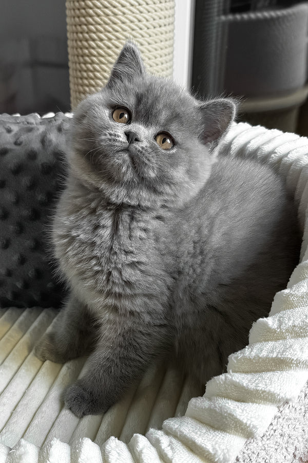 Idonis | British Shorthair Kitten