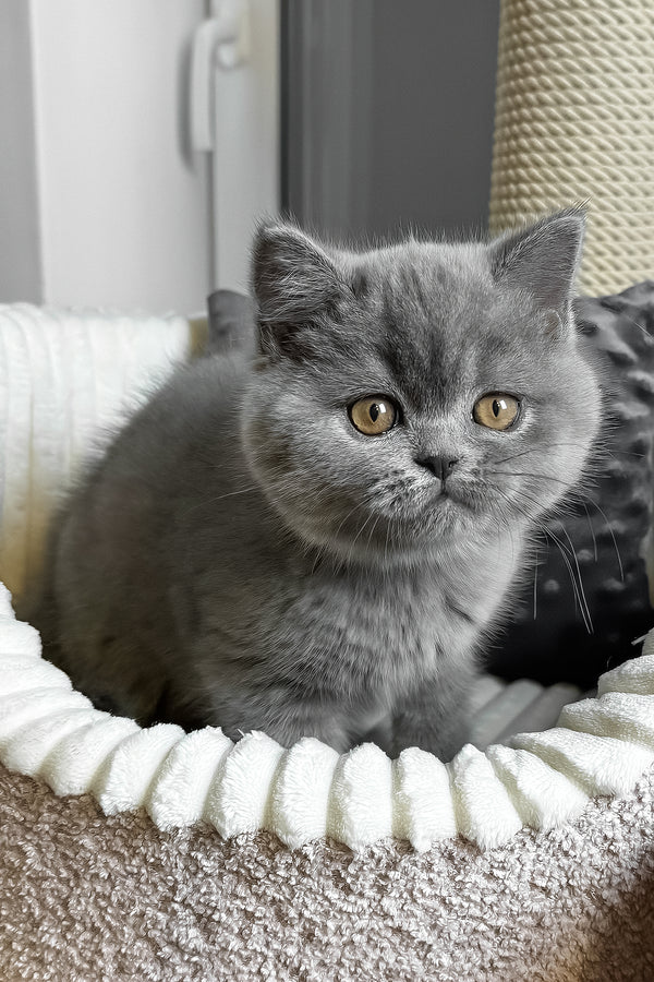 Idonis | British Shorthair Kitten