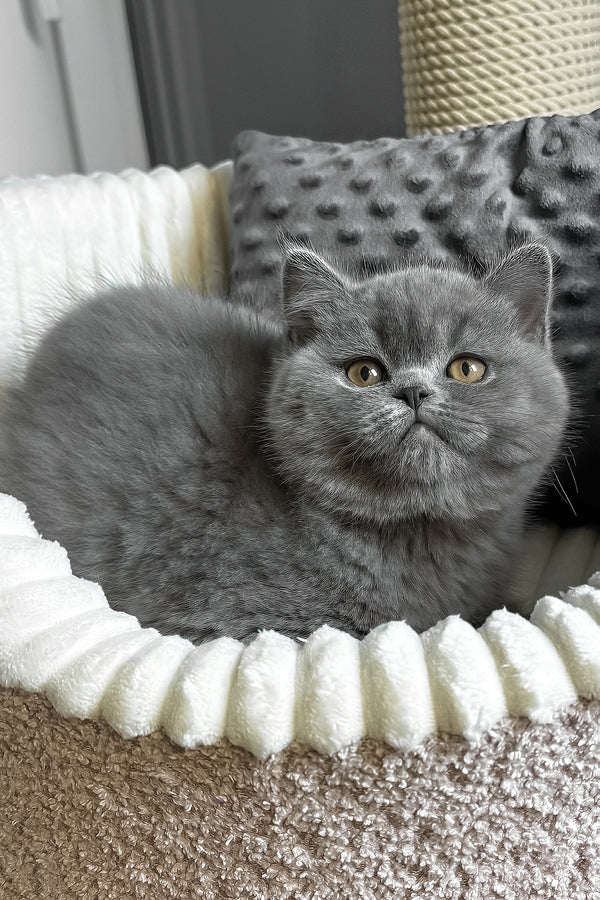 Idonis | British Shorthair Kitten