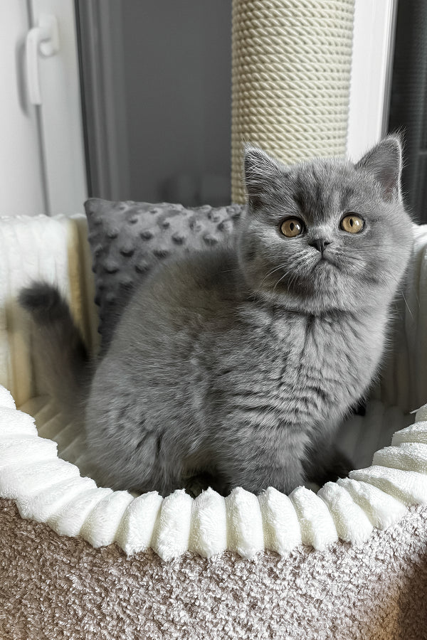 Idonis | British Shorthair Kitten
