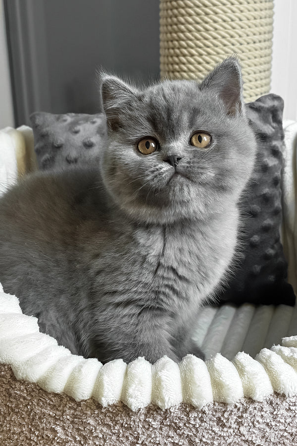 Idonis | British Shorthair Kitten