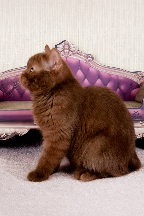 Imir | British Shorthair Kitten