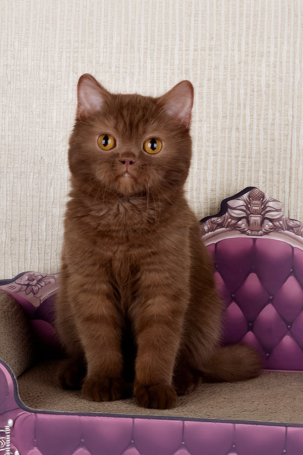 Imir | British Shorthair Kitten
