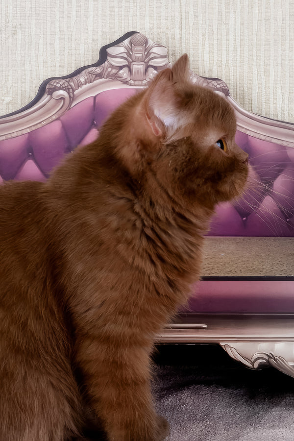 Imir | British Shorthair Kitten