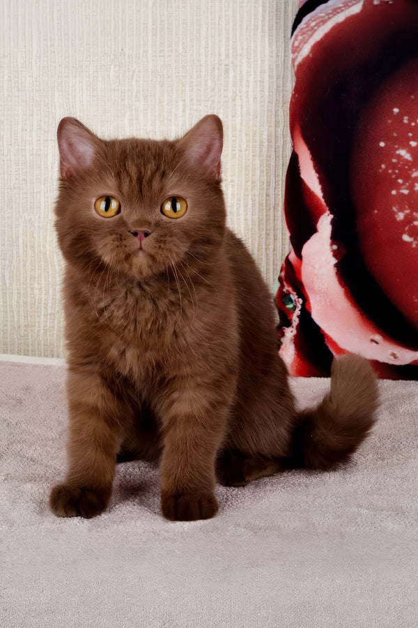 Imir | British Shorthair Kitten