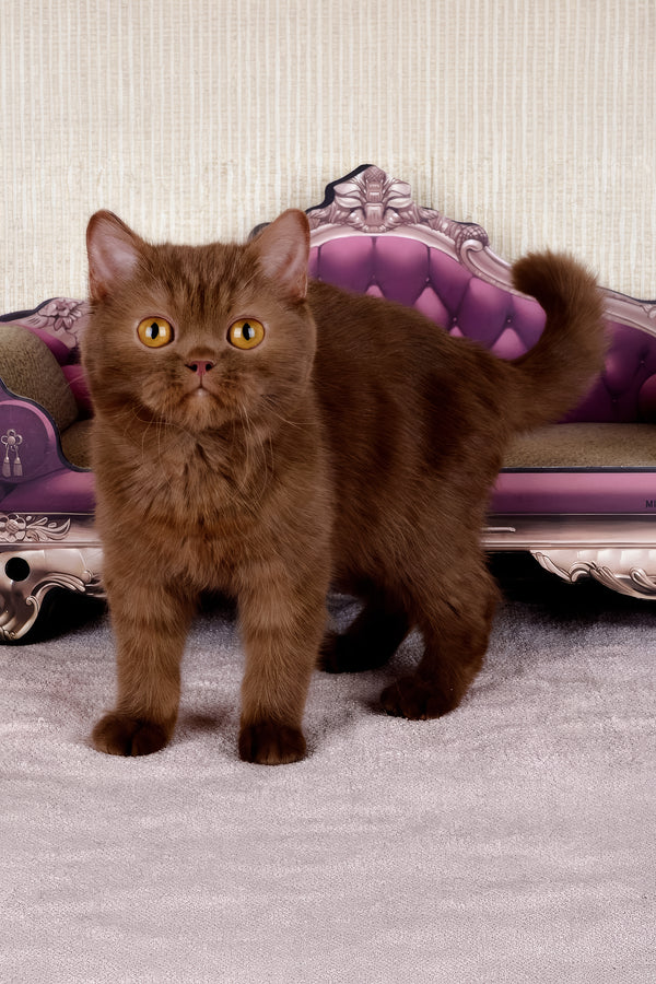 Imir | British Shorthair Kitten