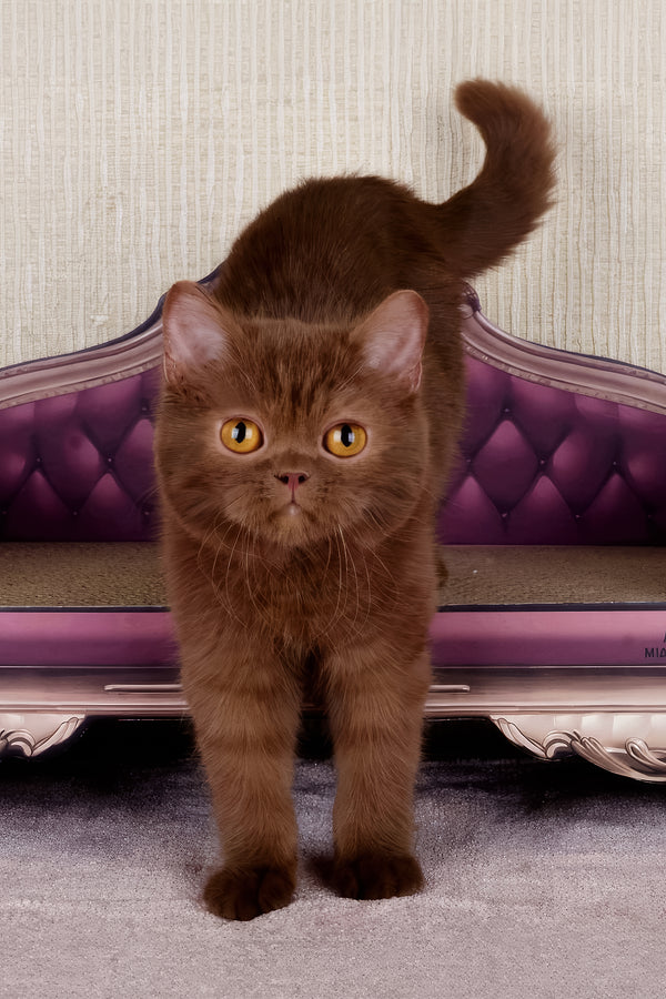 Imir | British Shorthair Kitten