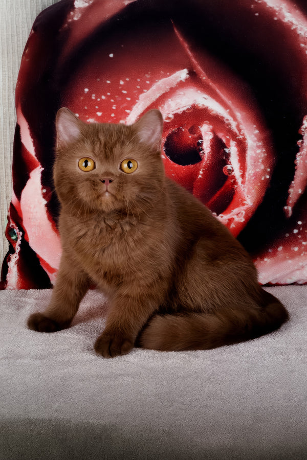 Imir | British Shorthair Kitten
