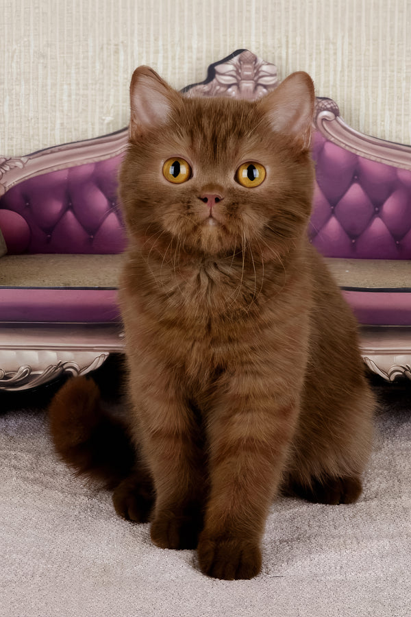 Imir | British Shorthair Kitten