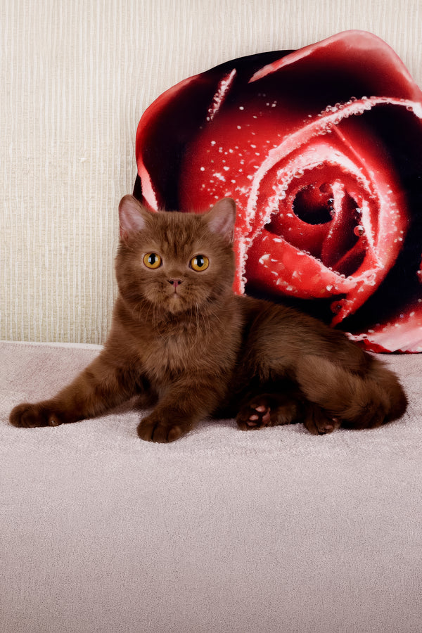 Imir | British Shorthair Kitten
