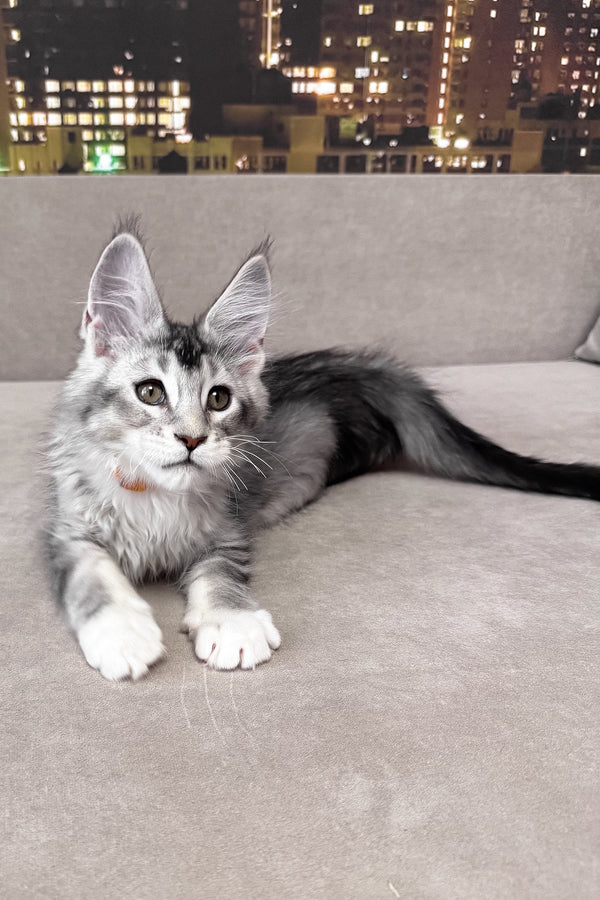 Indigo | Maine Coon Kitten