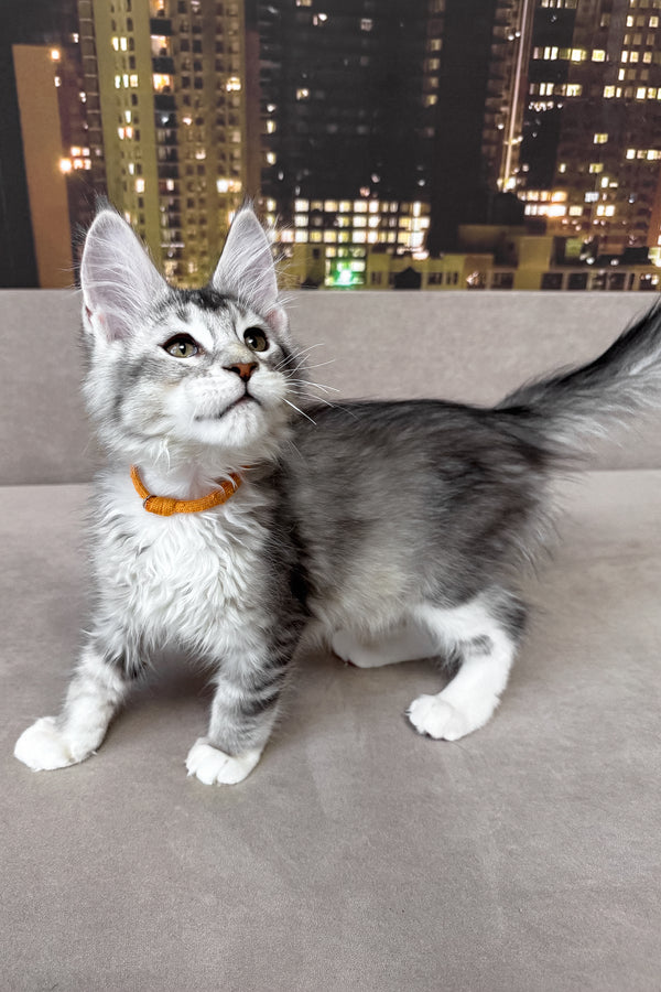 Indigo | Maine Coon Kitten