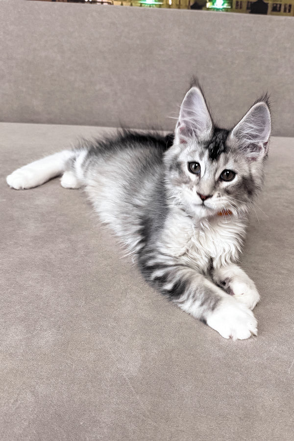 Indigo | Maine Coon Kitten