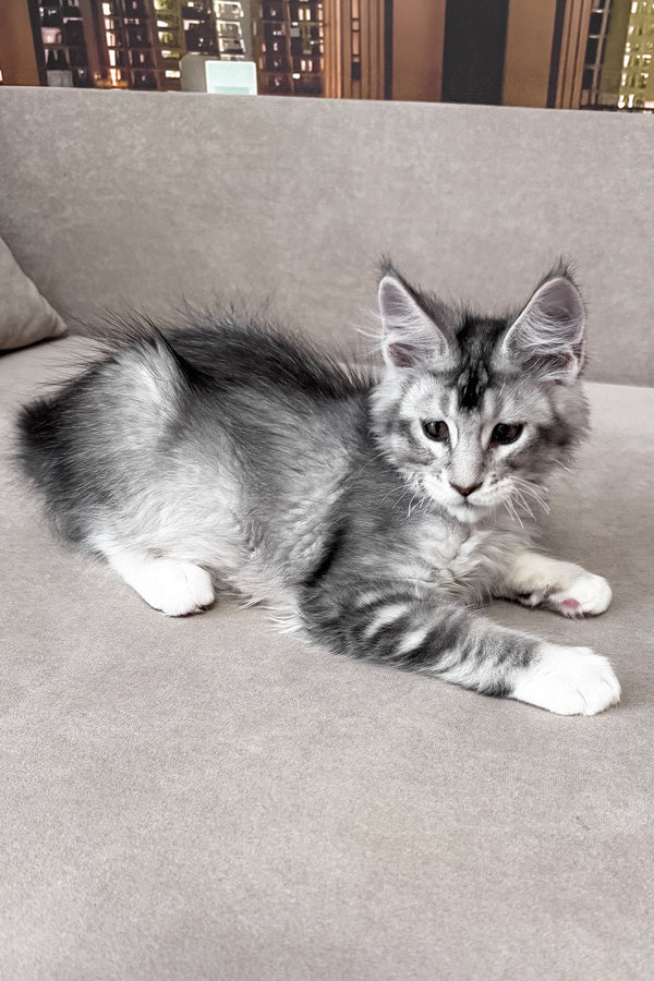 Indigo | Maine Coon Kitten