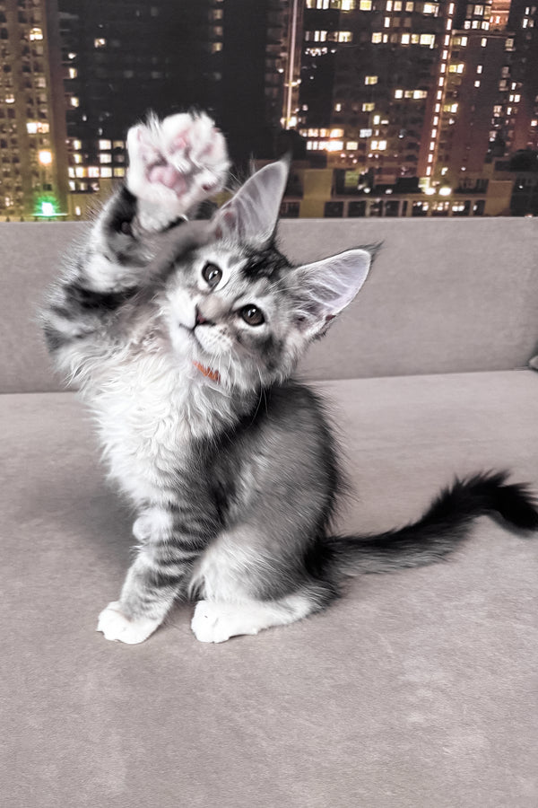 Indigo | Maine Coon Kitten