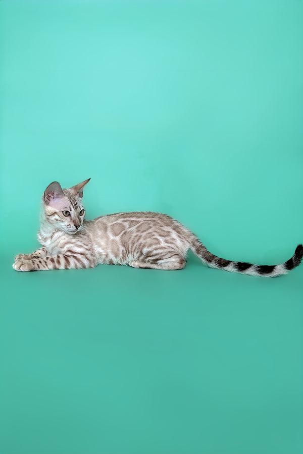 Infinity | Bengal Kitten