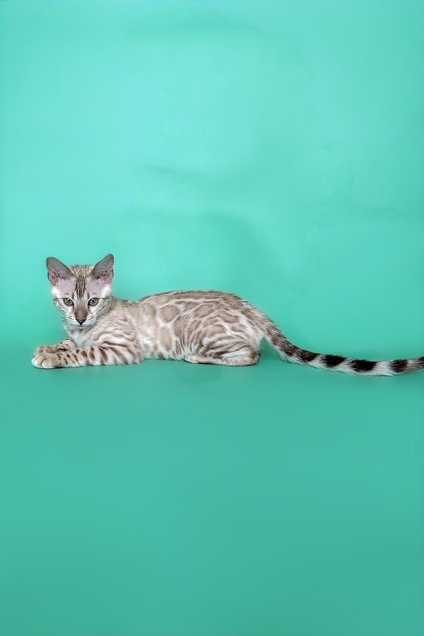 Infinity | Bengal Kitten