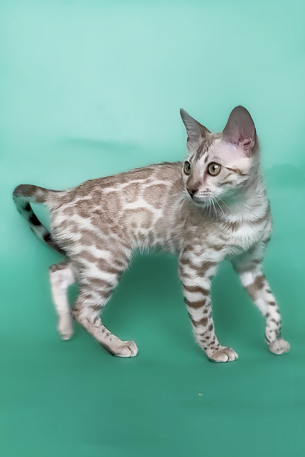 Infinity | Bengal Kitten